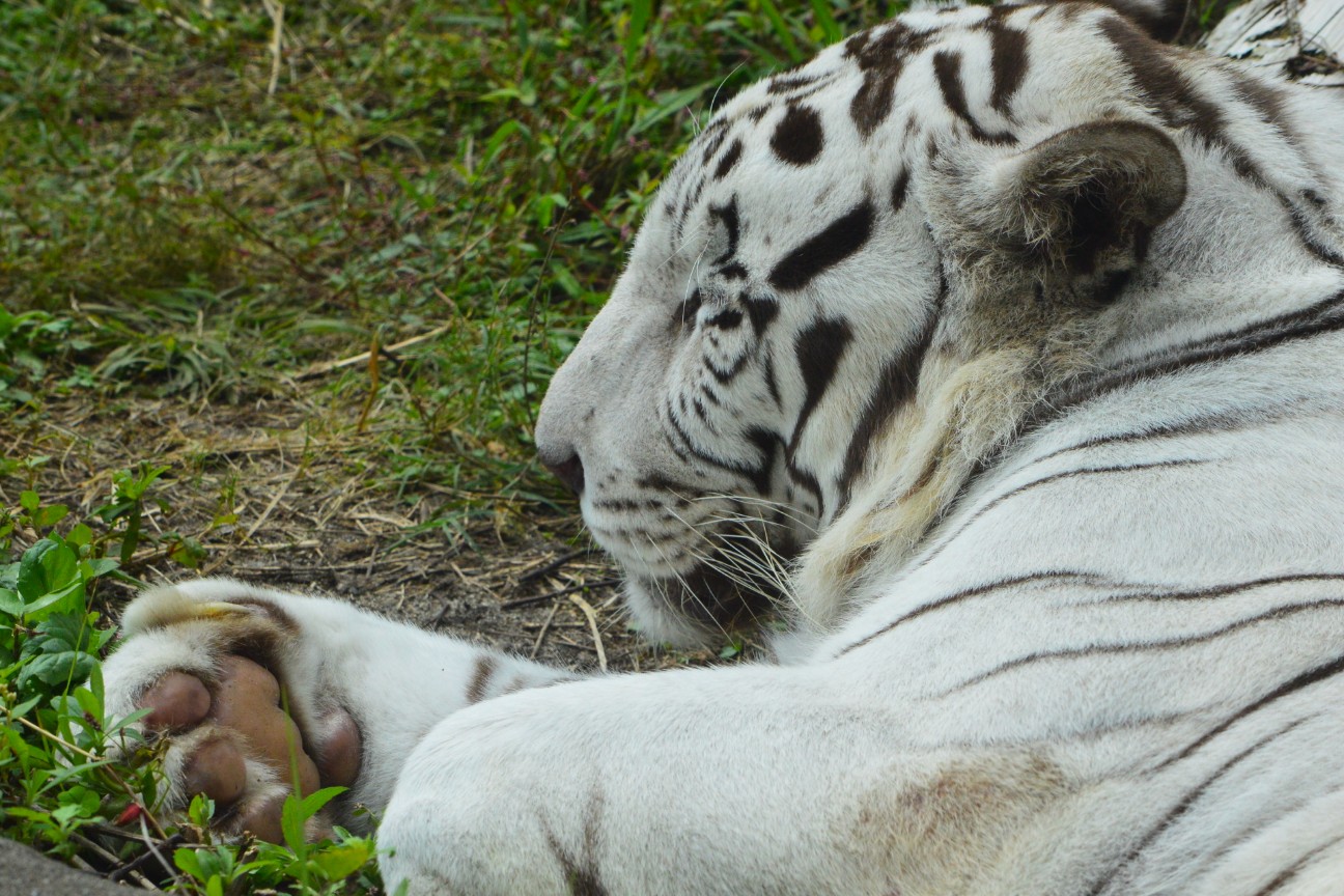 f:id:ranchou:20251102134143j:image