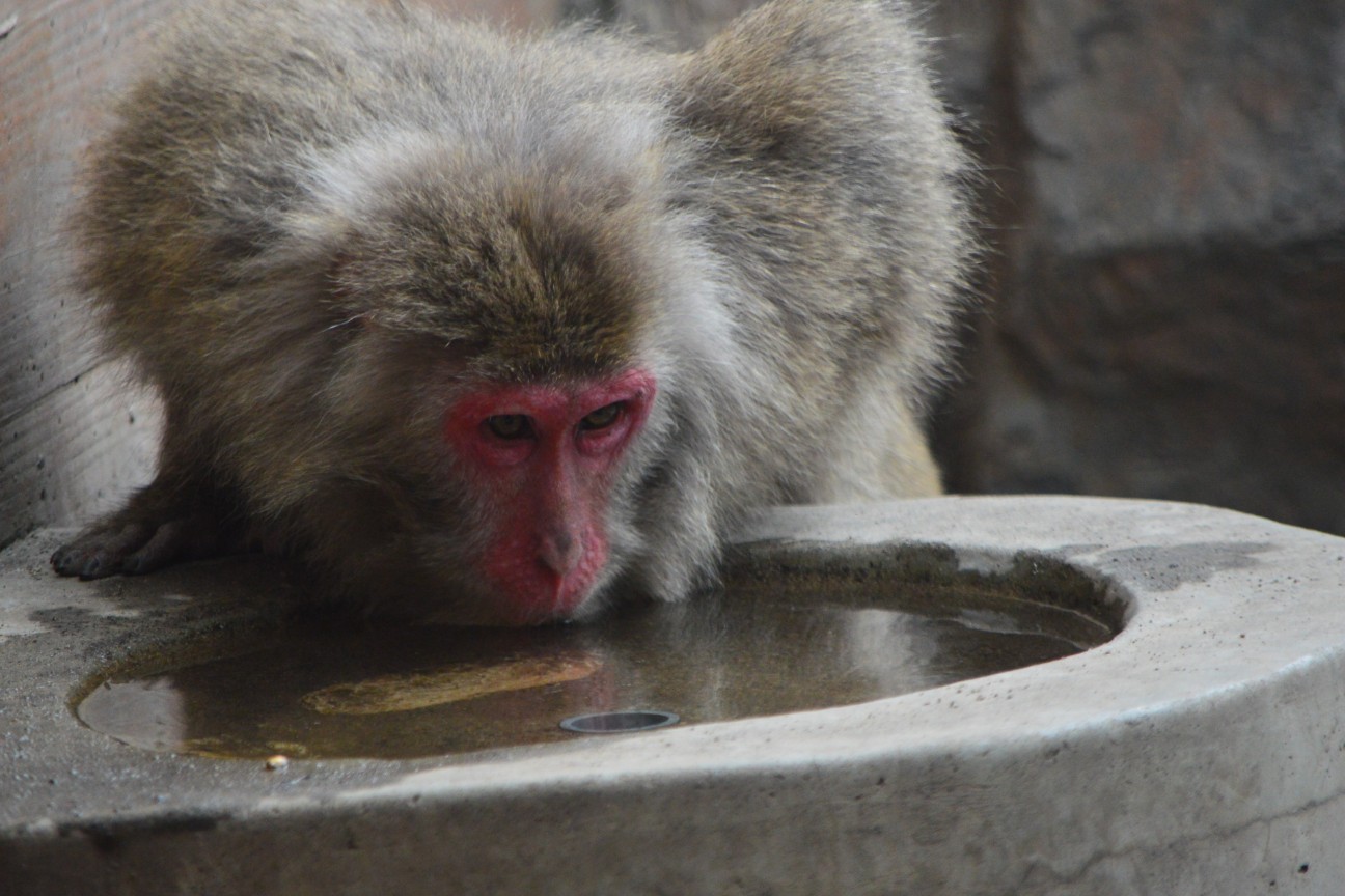 f:id:ranchou:20251103083111j:image