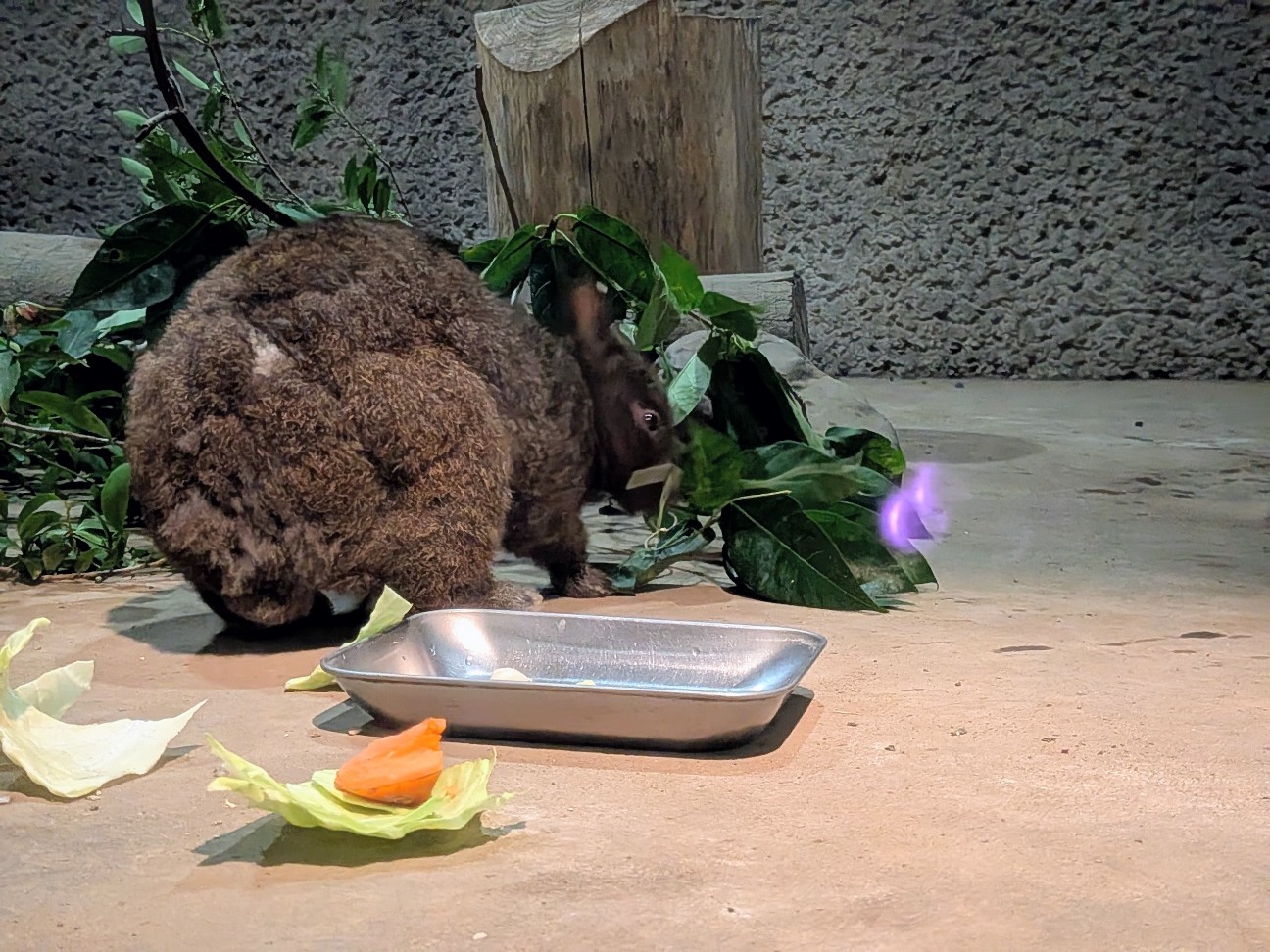 f:id:ranchou:20251103083227j:image