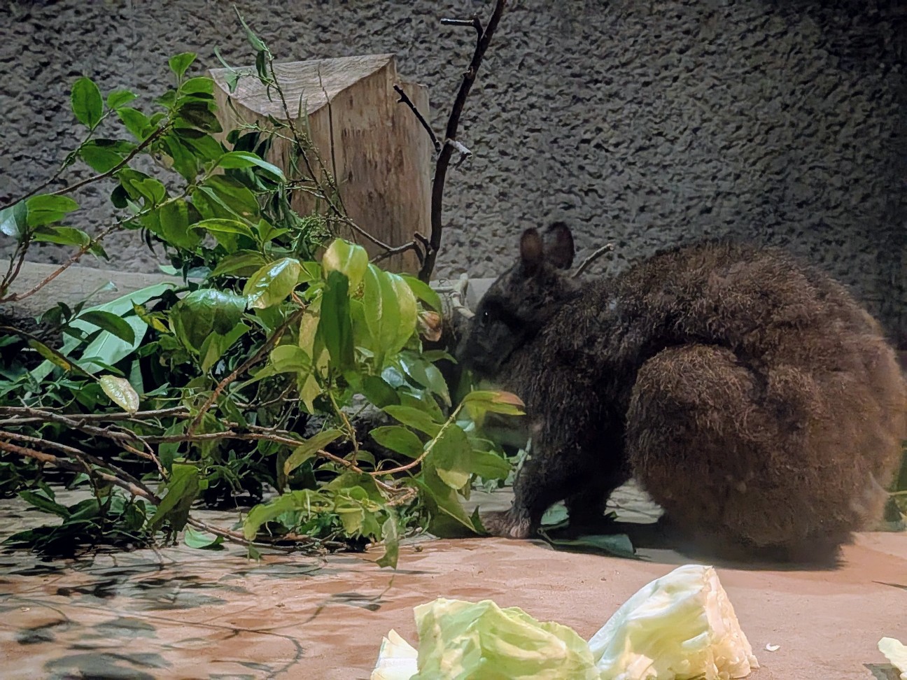 f:id:ranchou:20251103083443j:image