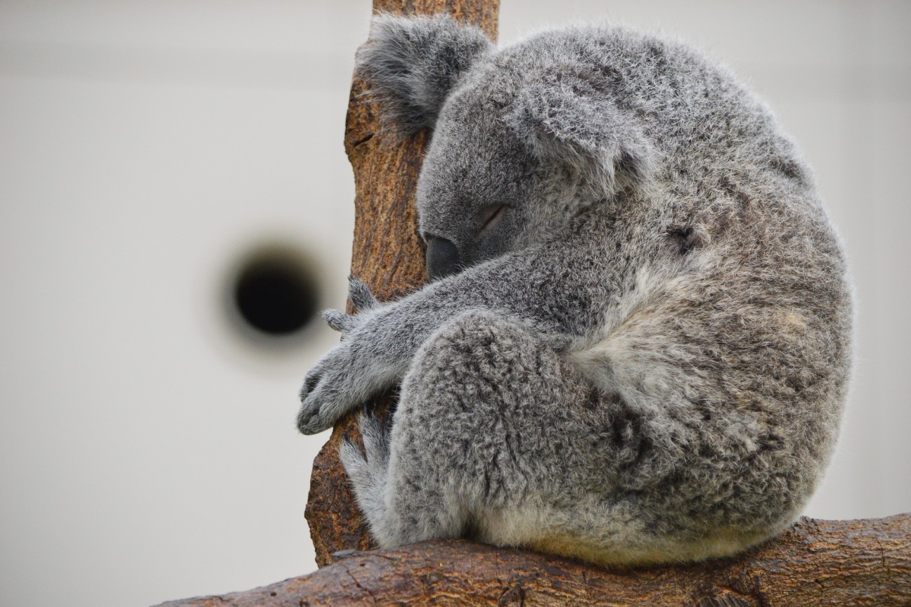 f:id:ranchou:20251103083910j:image