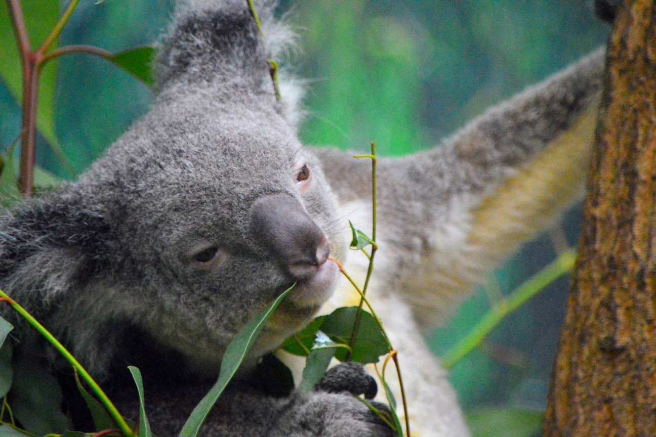 f:id:ranchou:20251103083947j:image