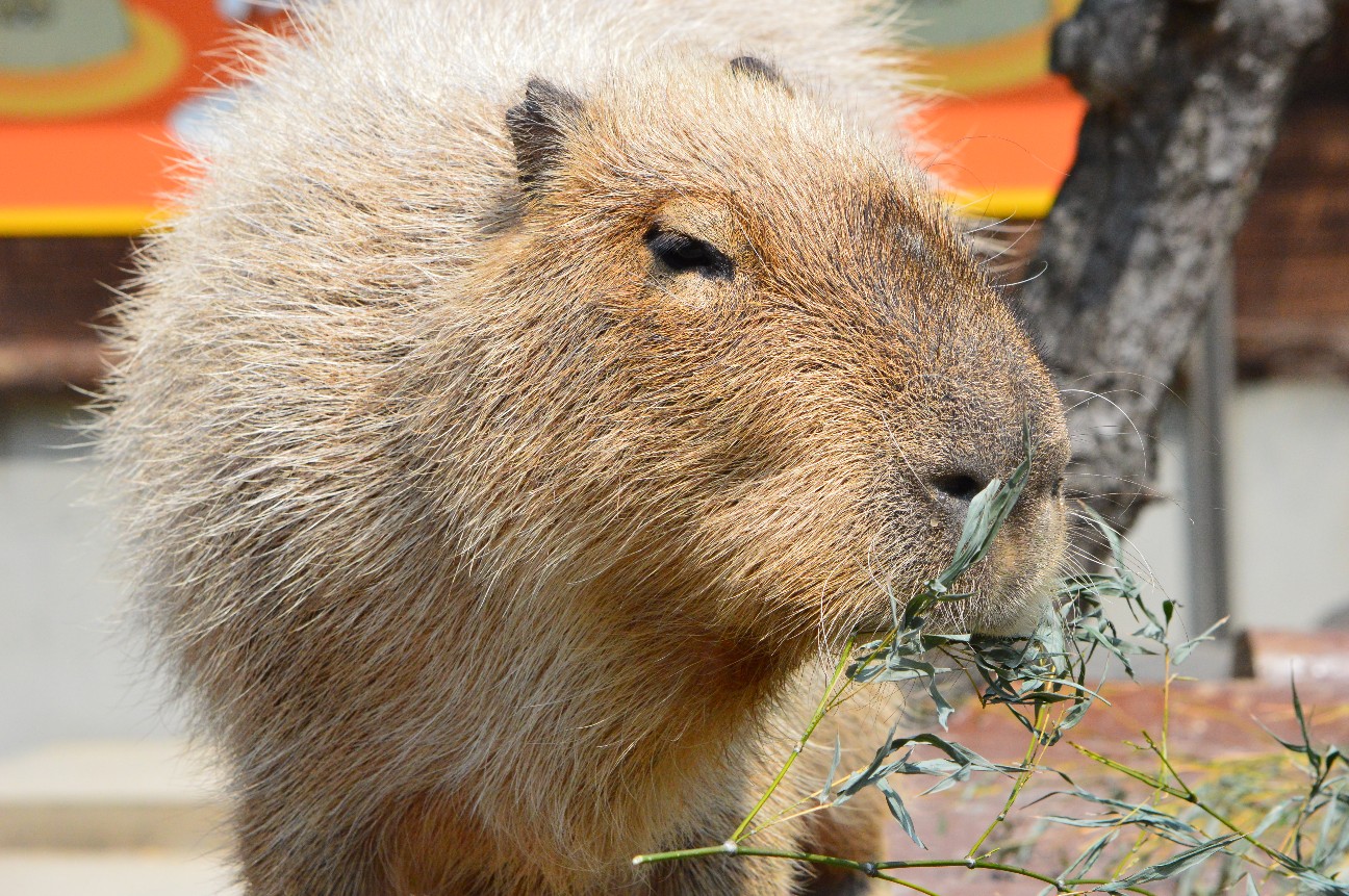 f:id:ranchou:20251108190202j:image