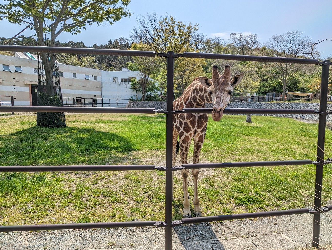 f:id:ranchou:20251108190212j:image