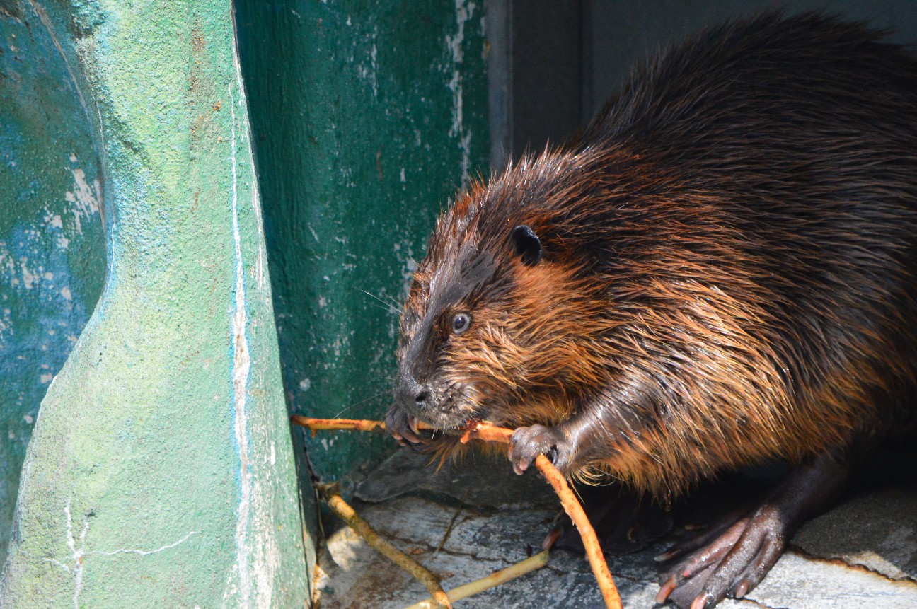 f:id:ranchou:20251108190225j:image