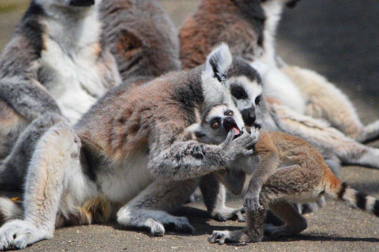 f:id:ranchou:20251108190336j:image