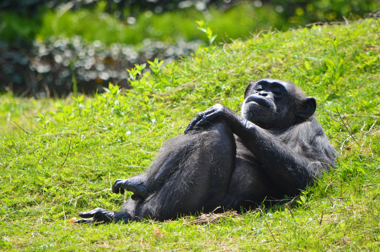 f:id:ranchou:20251108190346j:image