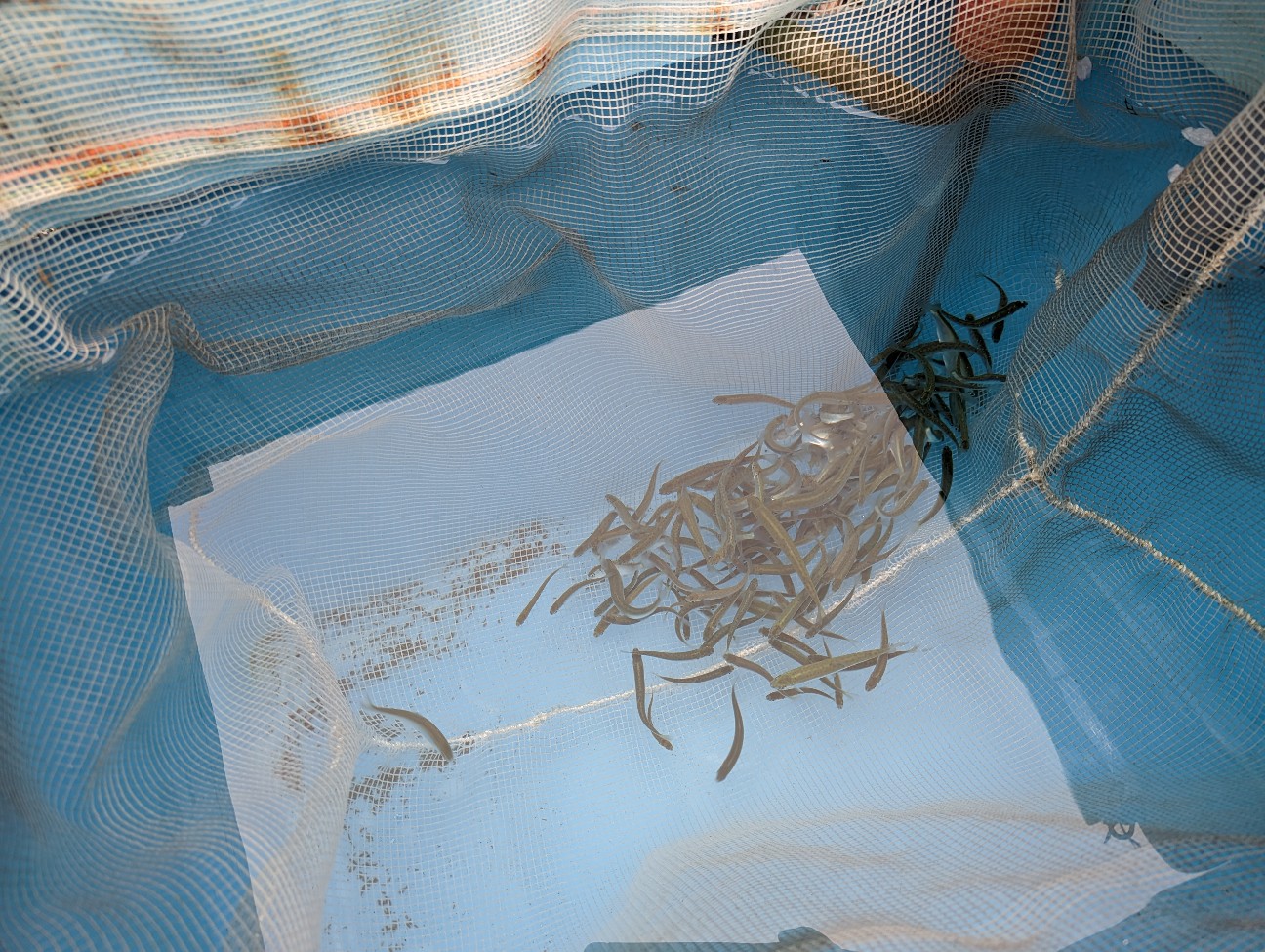 f:id:ranchou:20251115163107j:image f:id:ranchou:20251115163107j:image