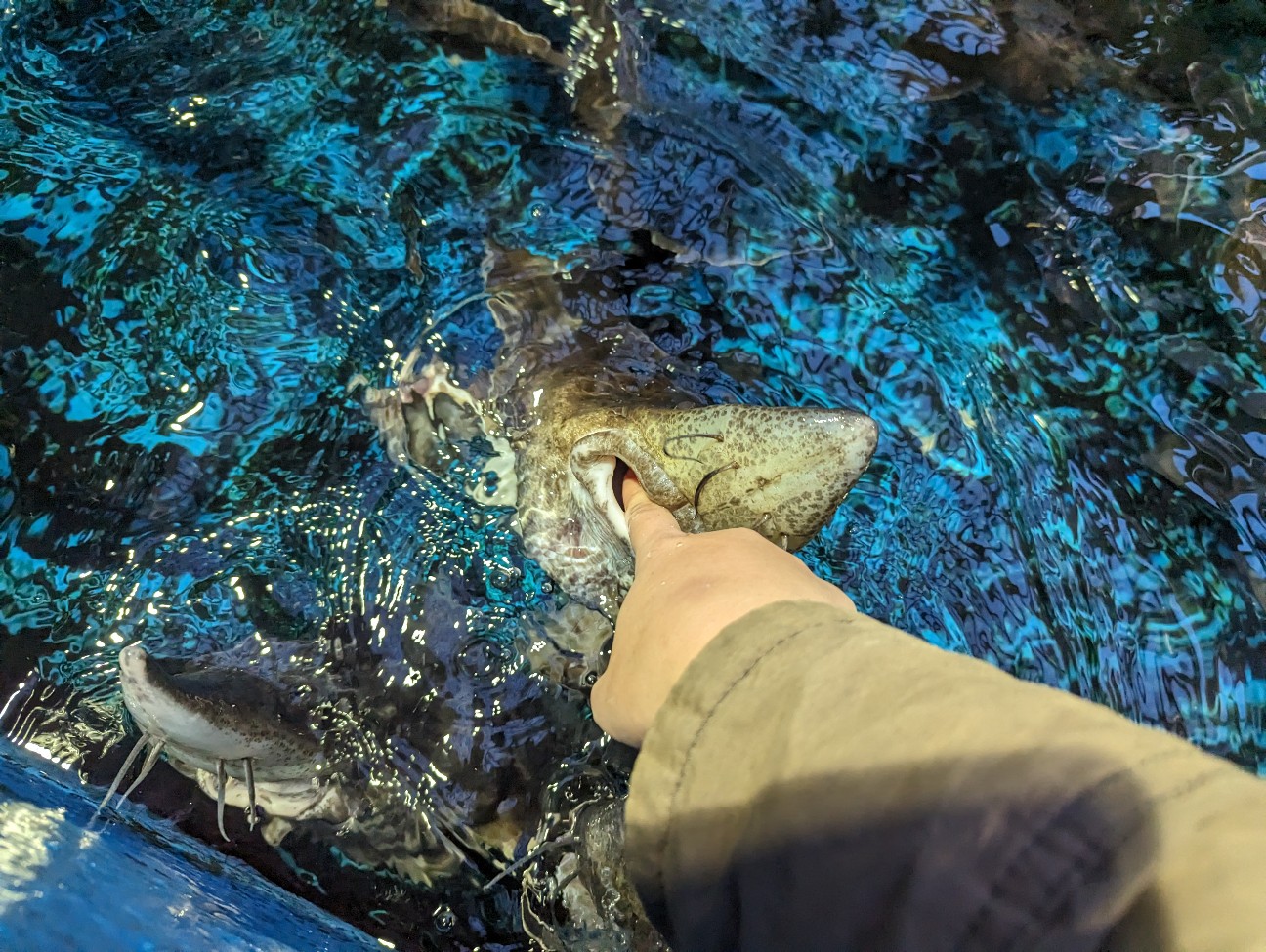 f:id:ranchou:20251201214608j:image f:id:ranchou:20251201214608j:image