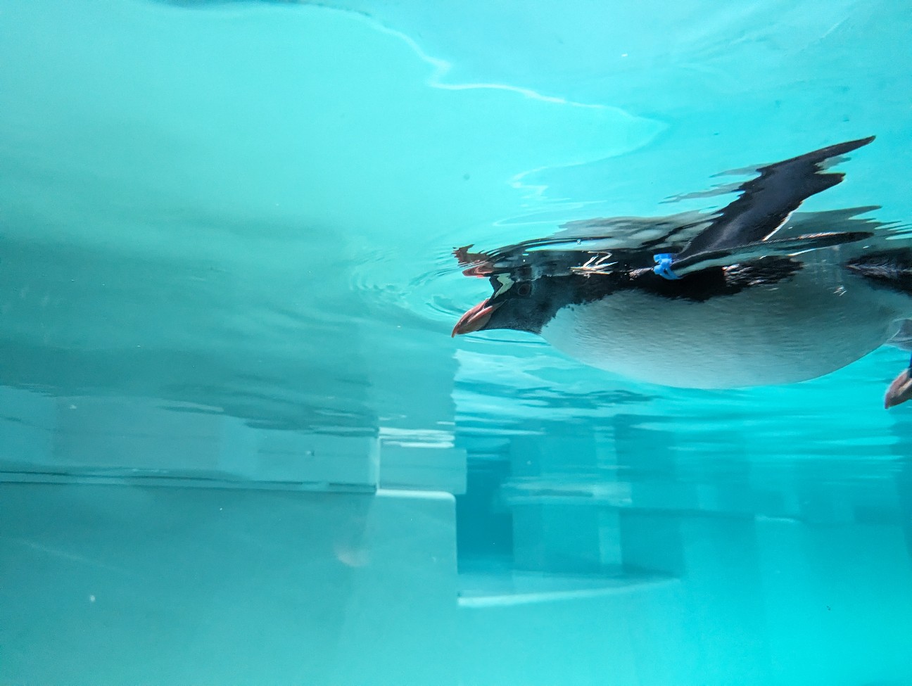 f:id:ranchou:20251202122055j:image