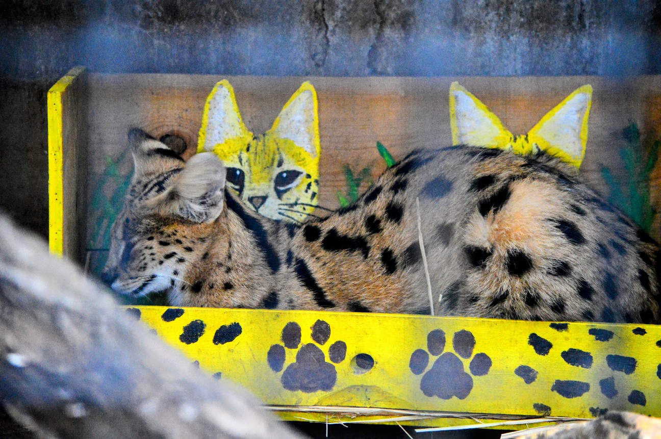 f:id:ranchou:20251202204422j:image