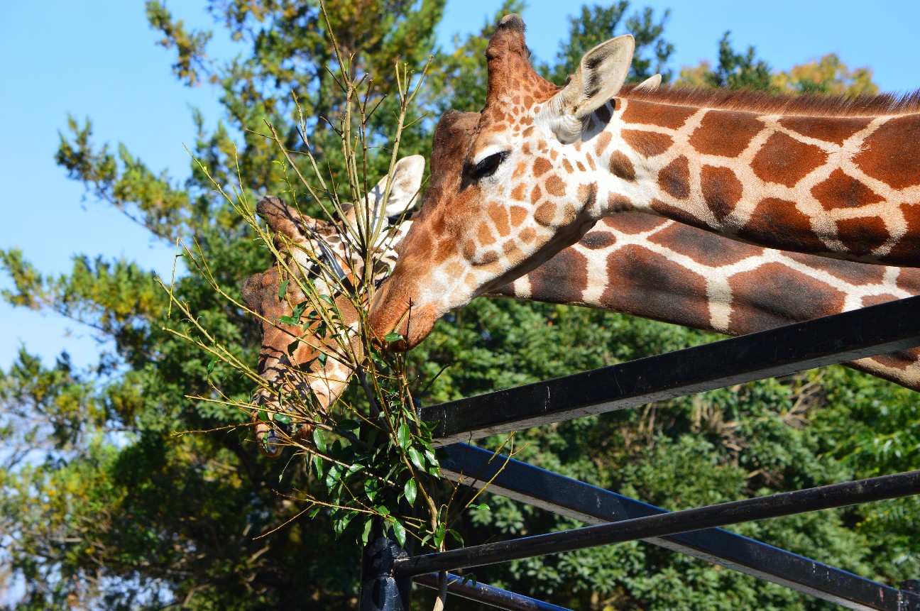 f:id:ranchou:20251202204457j:image