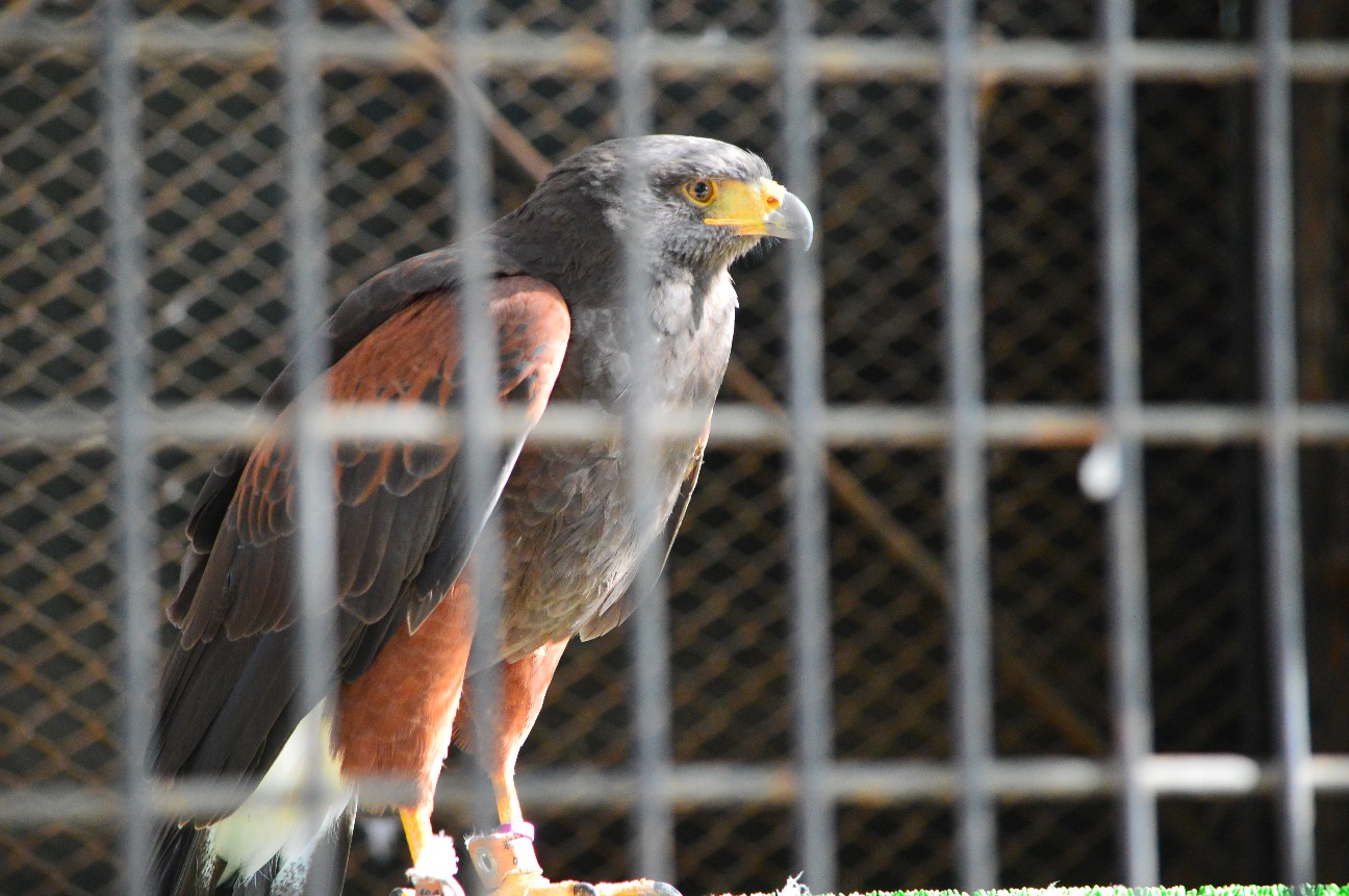 f:id:ranchou:20251202204532j:image