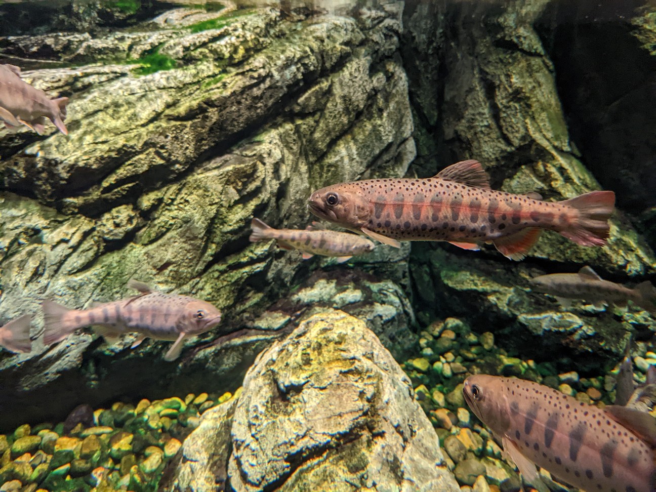 f:id:ranchou:20251205195752j:image