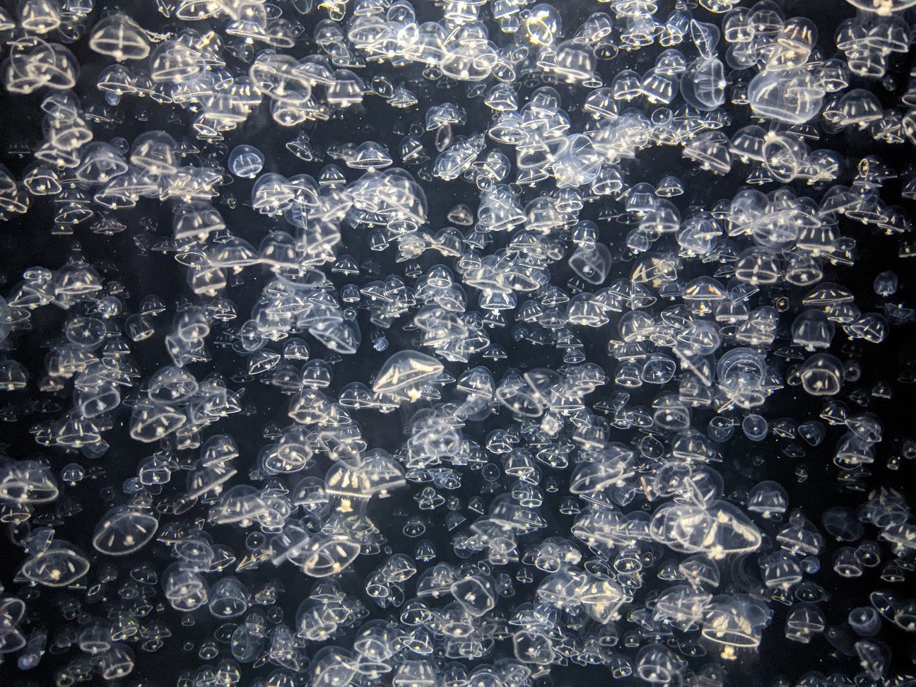 f:id:ranchou:20251205201440j:image f:id:ranchou:20251205201440j:image