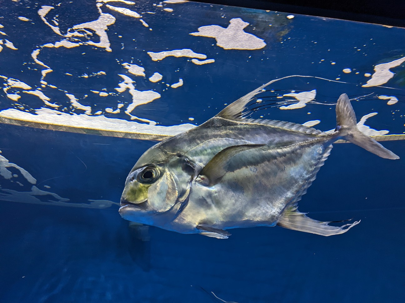 f:id:ranchou:20251207141717j:image