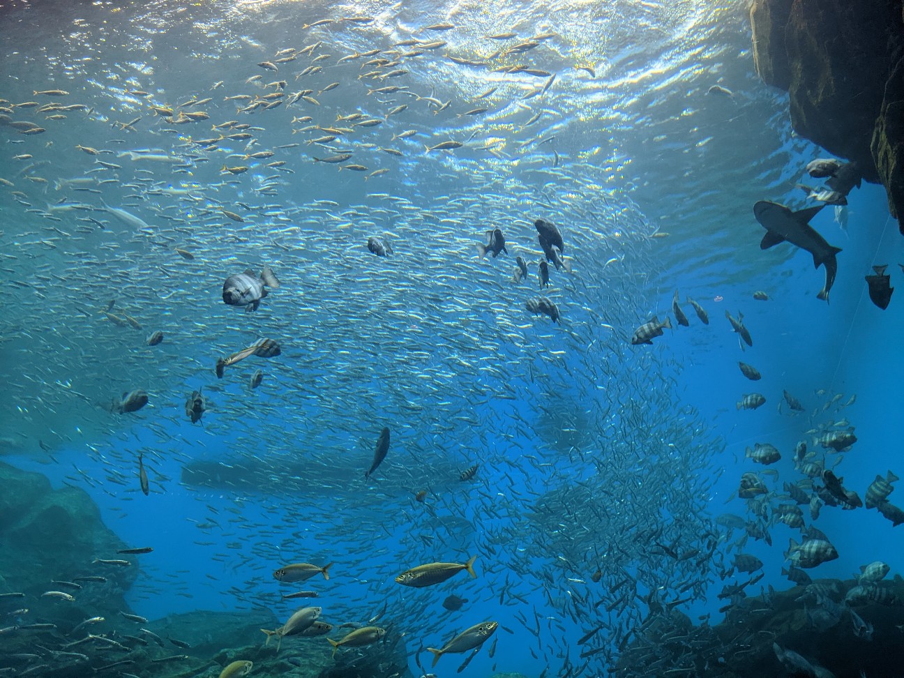 f:id:ranchou:20251207141828j:image