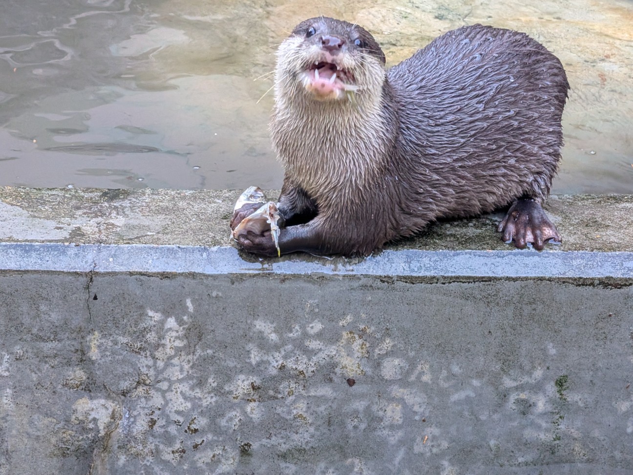 f:id:ranchou:20251207145730j:image