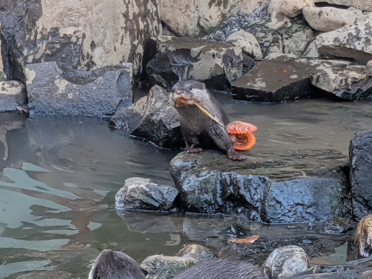 f:id:ranchou:20251207145758j:image