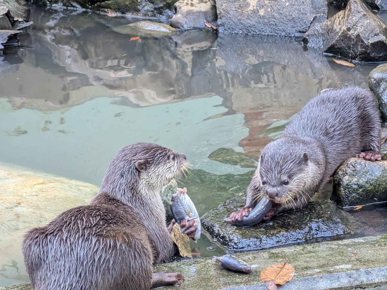 f:id:ranchou:20251207145838j:image