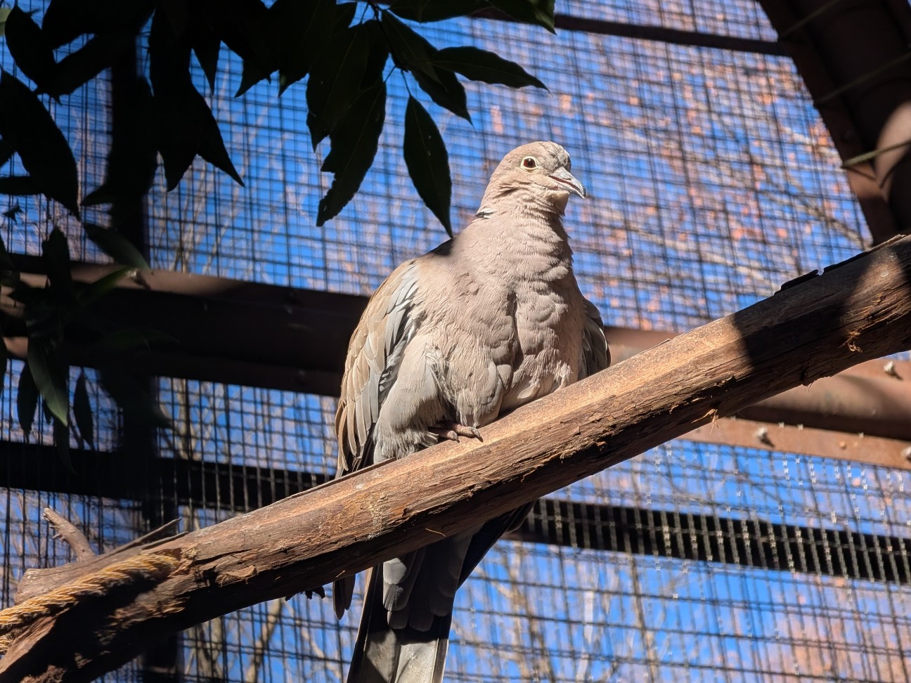 f:id:ranchou:20251207194139j:image