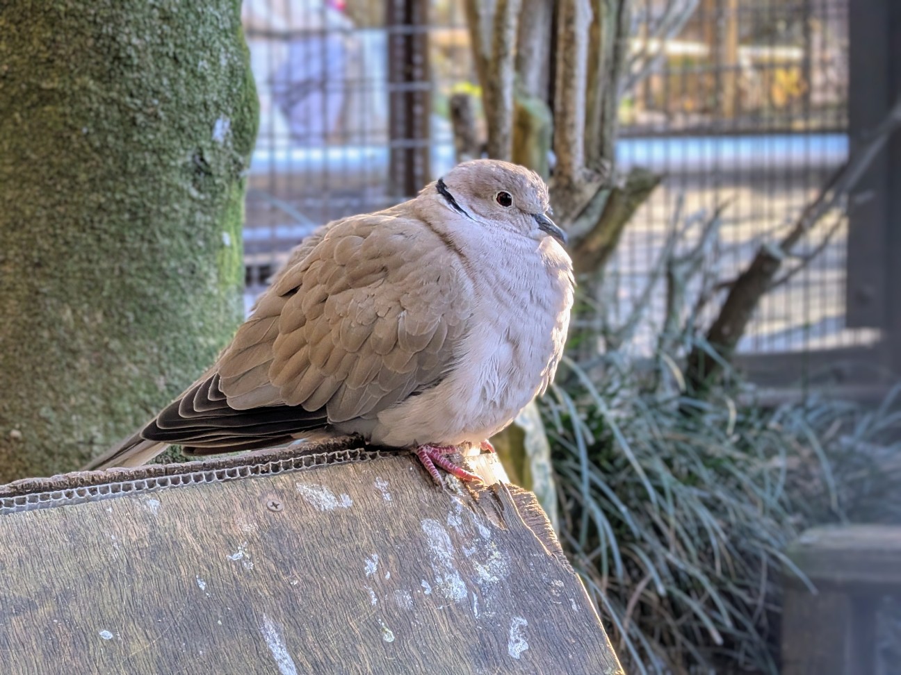 f:id:ranchou:20251207194147j:image