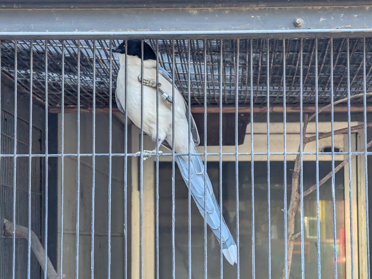 f:id:ranchou:20251207194222j:image