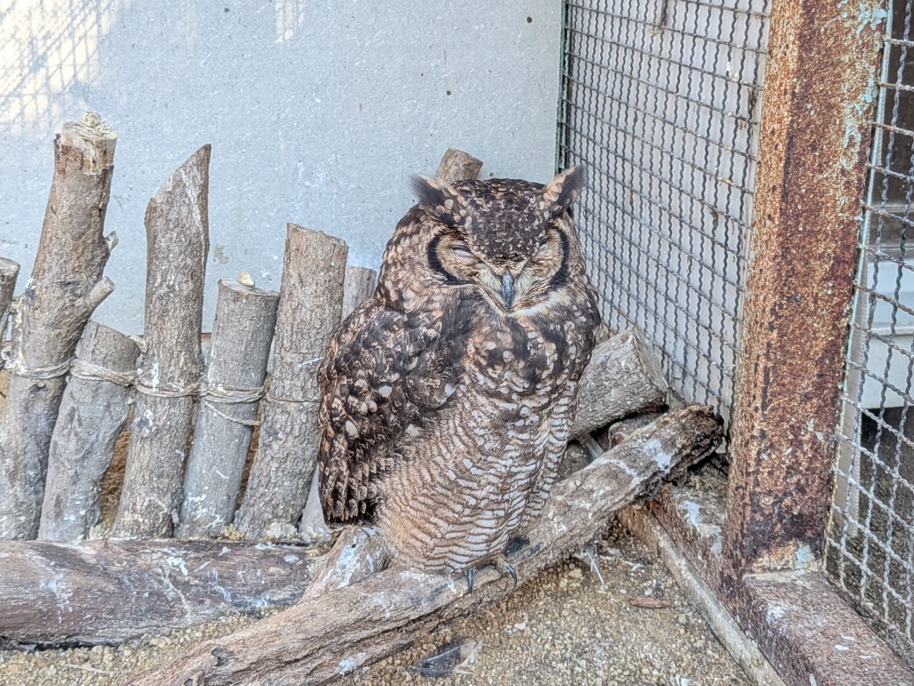 f:id:ranchou:20251207194301j:image