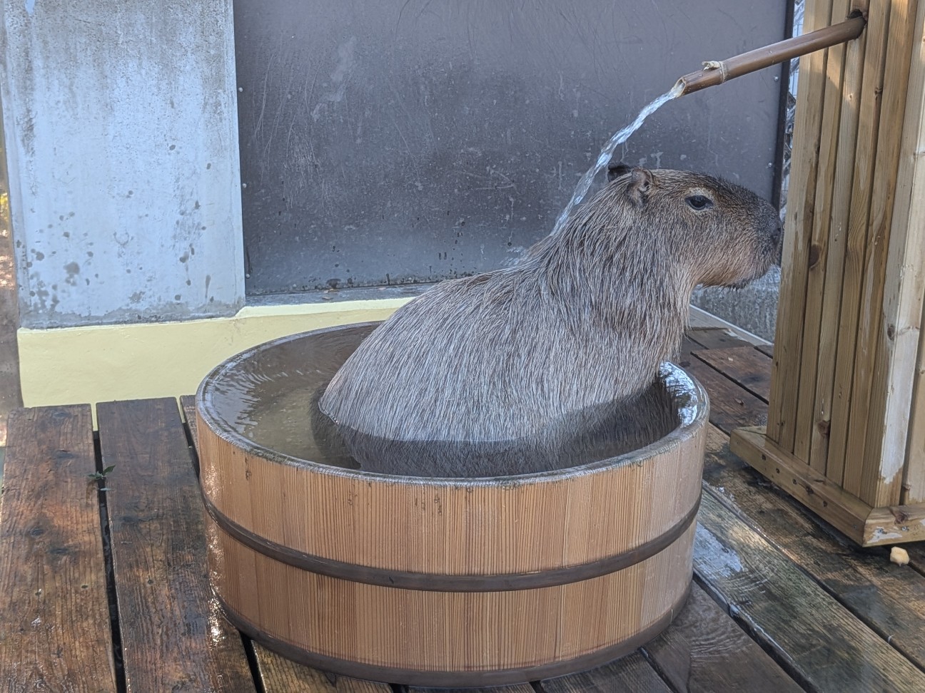 f:id:ranchou:20251207194330j:image