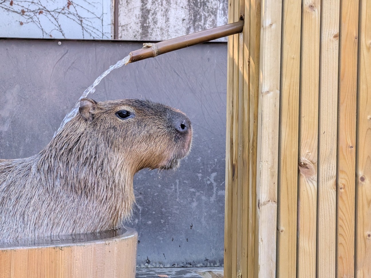 f:id:ranchou:20251207194344j:image