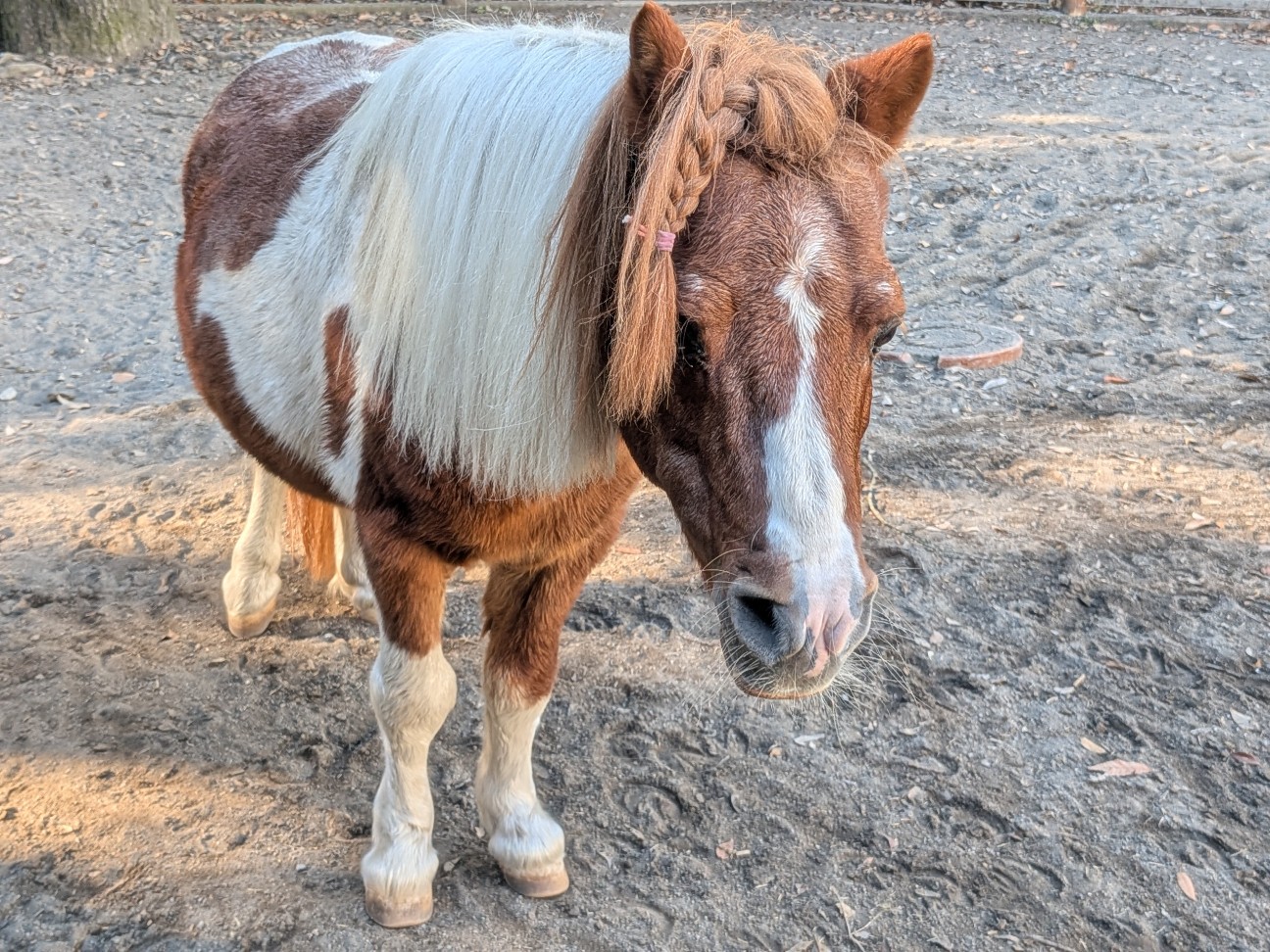 f:id:ranchou:20251207194733j:image