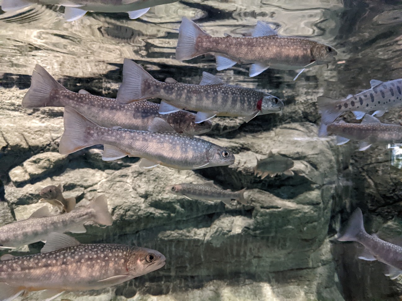 f:id:ranchou:20251214170829j:image f:id:ranchou:20251214170829j:image