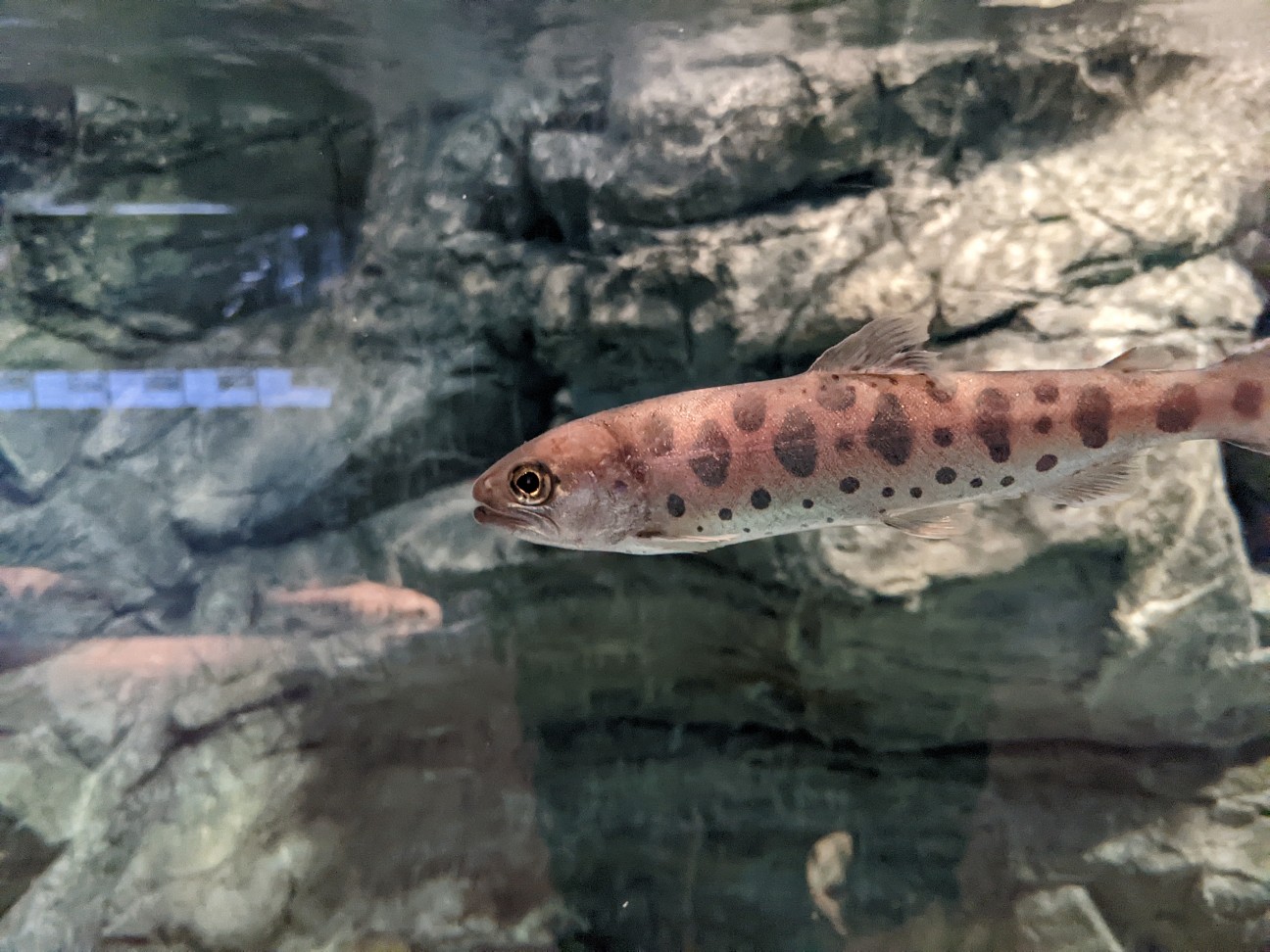 f:id:ranchou:20251214170852j:image f:id:ranchou:20251214170852j:image