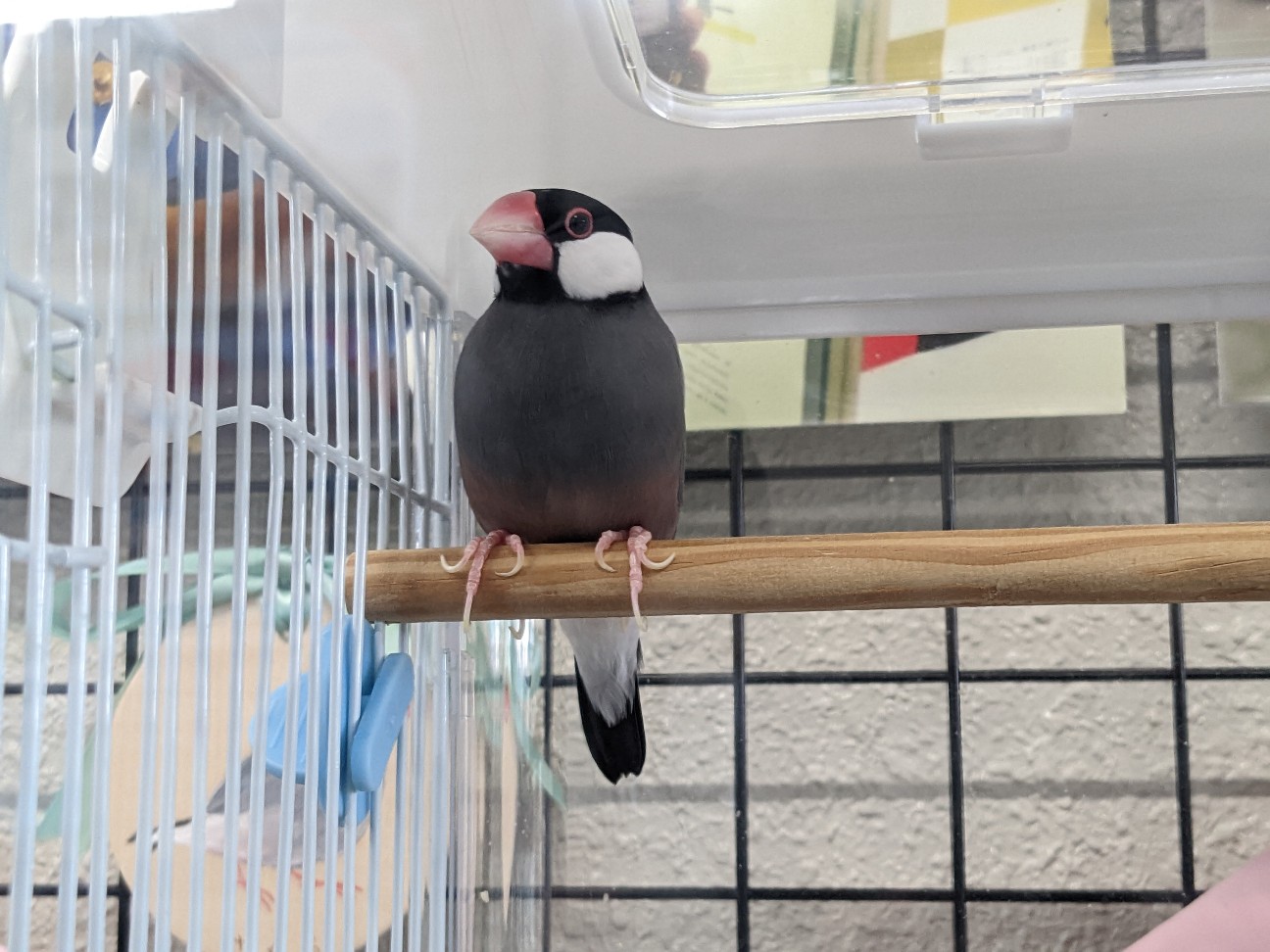 f:id:ranchou:20251217194431j:image