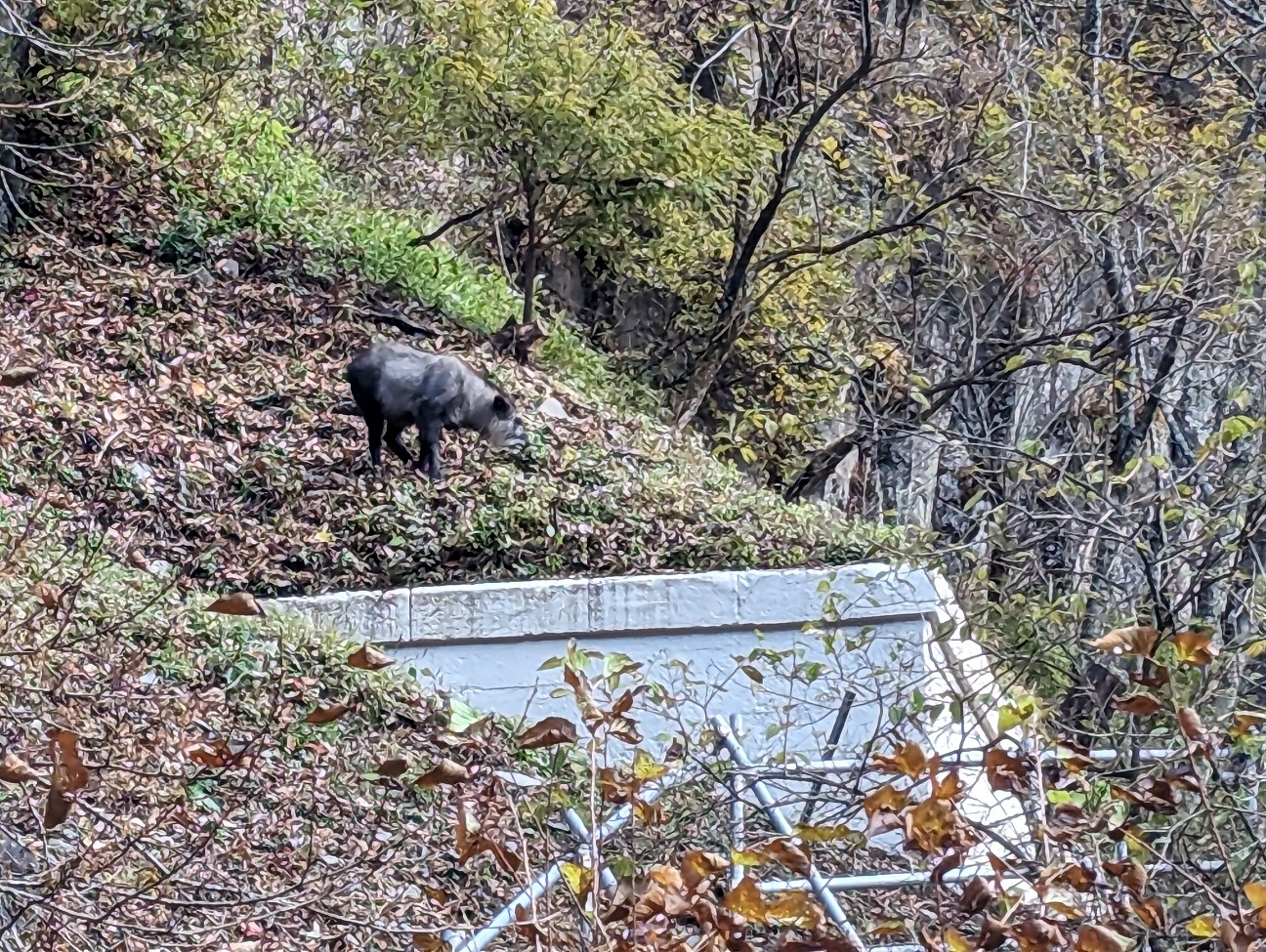 f:id:ranchou:20251220152742j:image