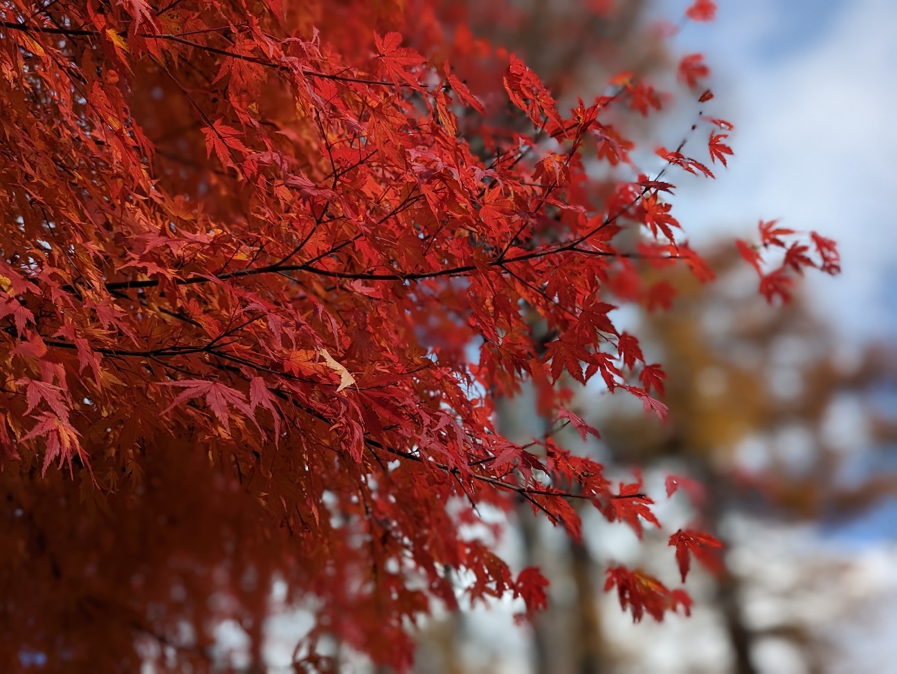 f:id:ranchou:20251220152758j:image