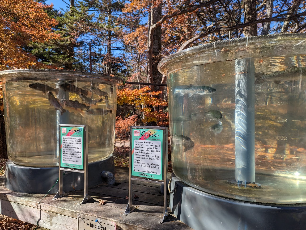 f:id:ranchou:20251220153005j:image