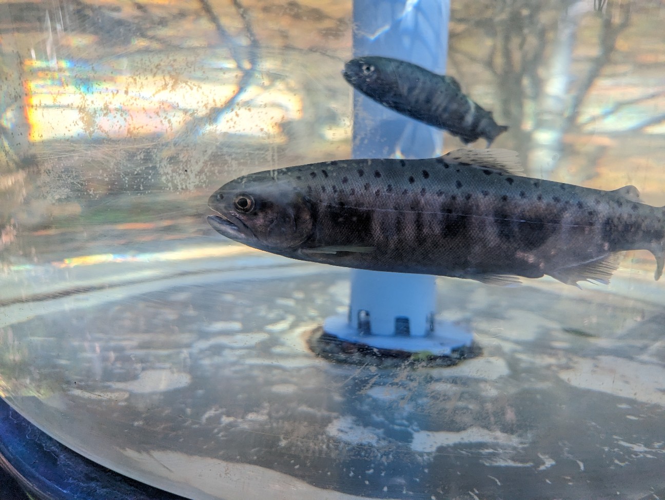 f:id:ranchou:20251220153150j:image