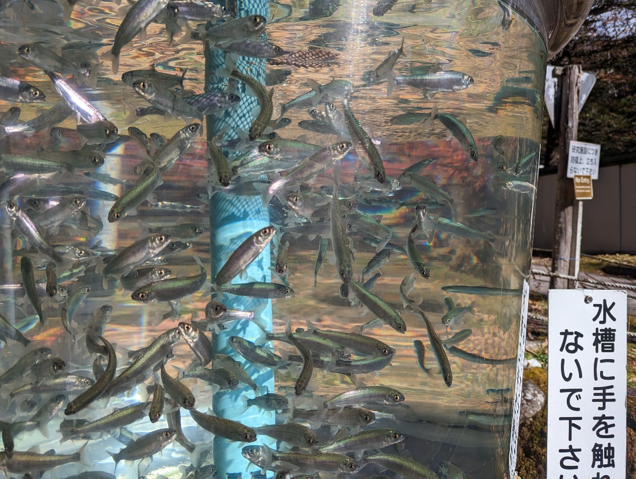 f:id:ranchou:20251220153233j:image