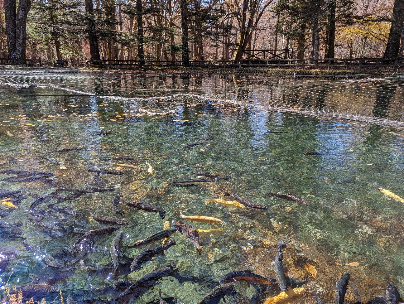 f:id:ranchou:20251220153332j:image