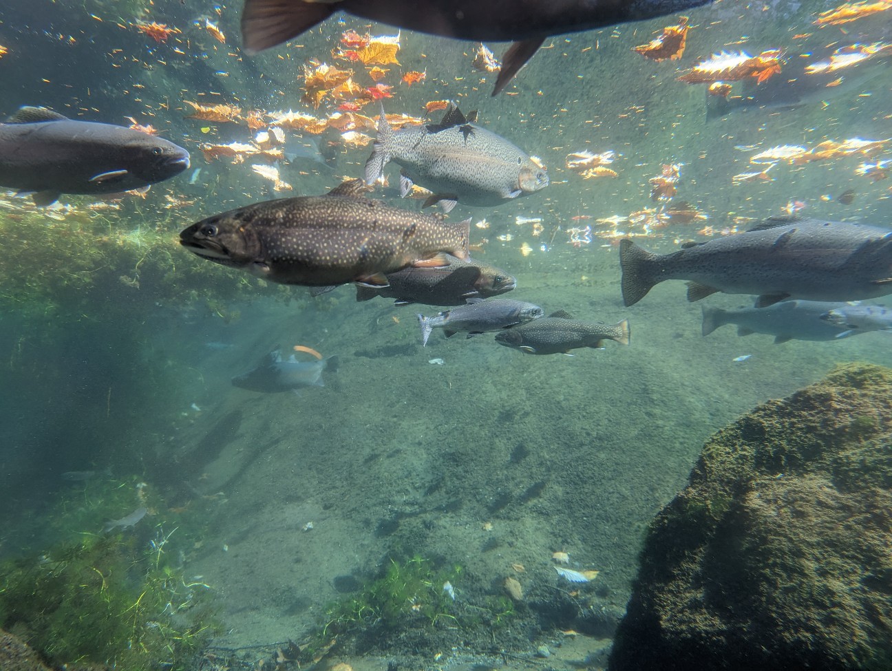 f:id:ranchou:20251220153424j:image