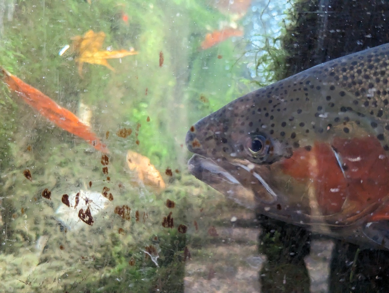 f:id:ranchou:20251220153431j:image