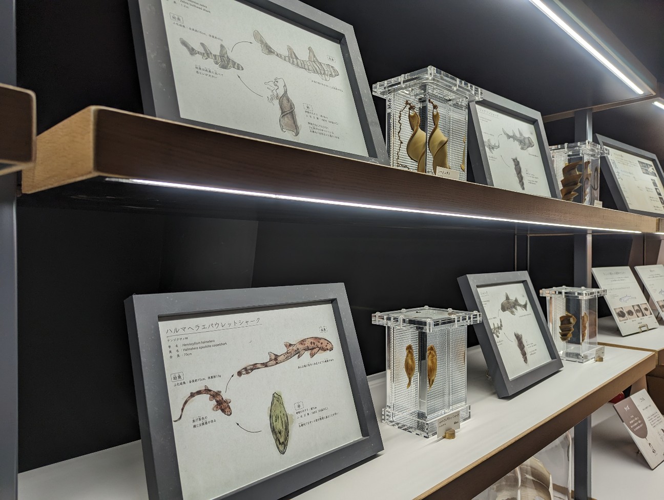 f:id:ranchou:20251221170149j:image