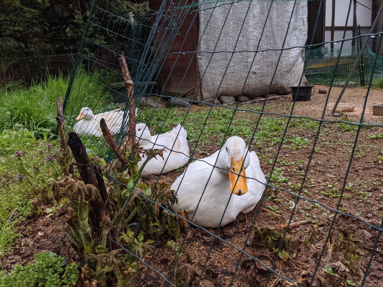 f:id:ranchou:20251221194913j:image