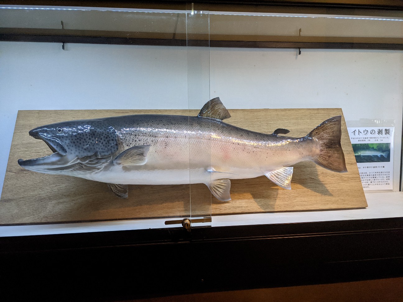 f:id:ranchou:20251221195006j:image