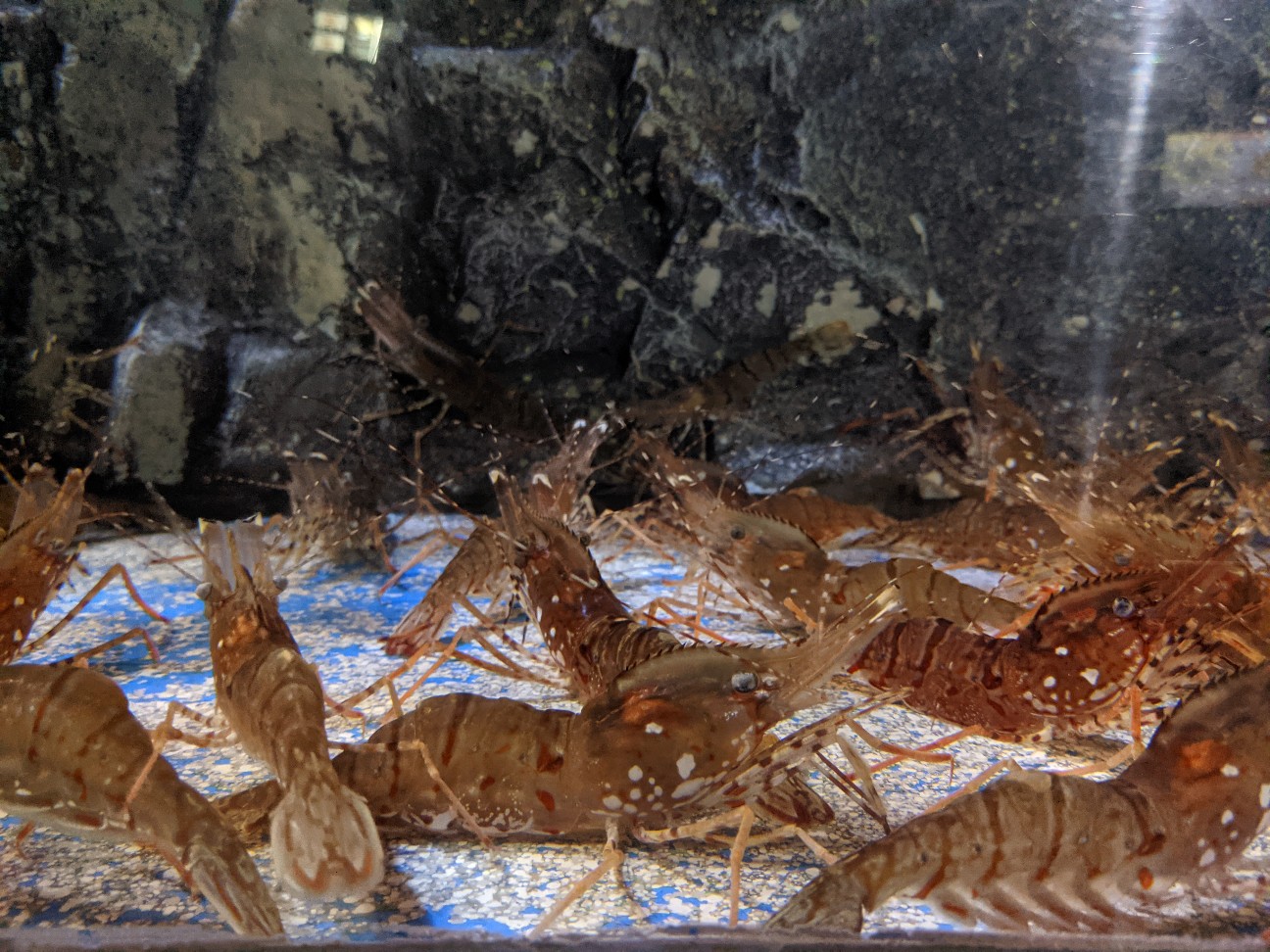 f:id:ranchou:20251221200540j:image