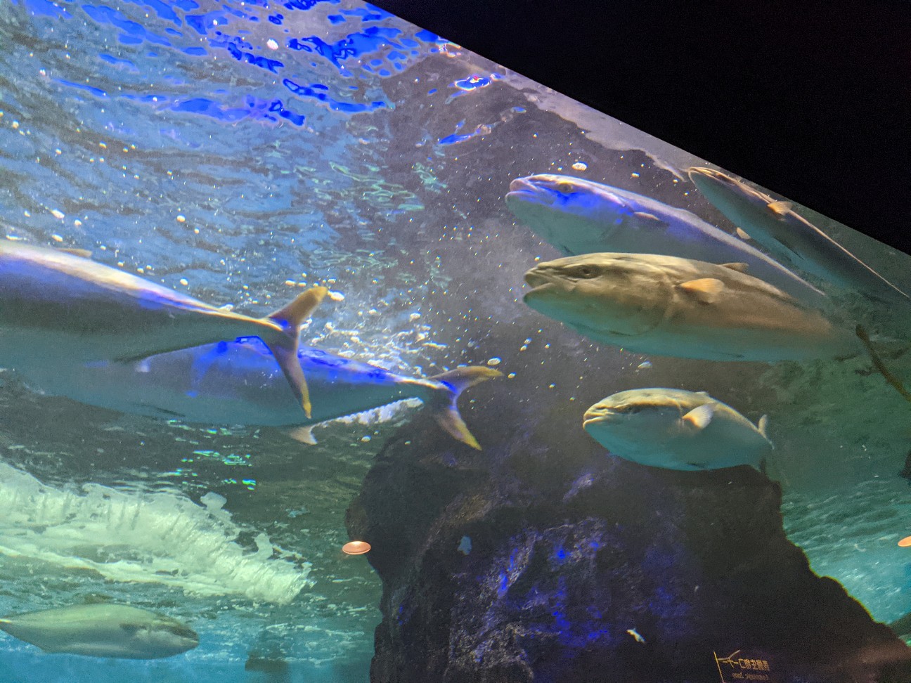 f:id:ranchou:20251221200620j:image