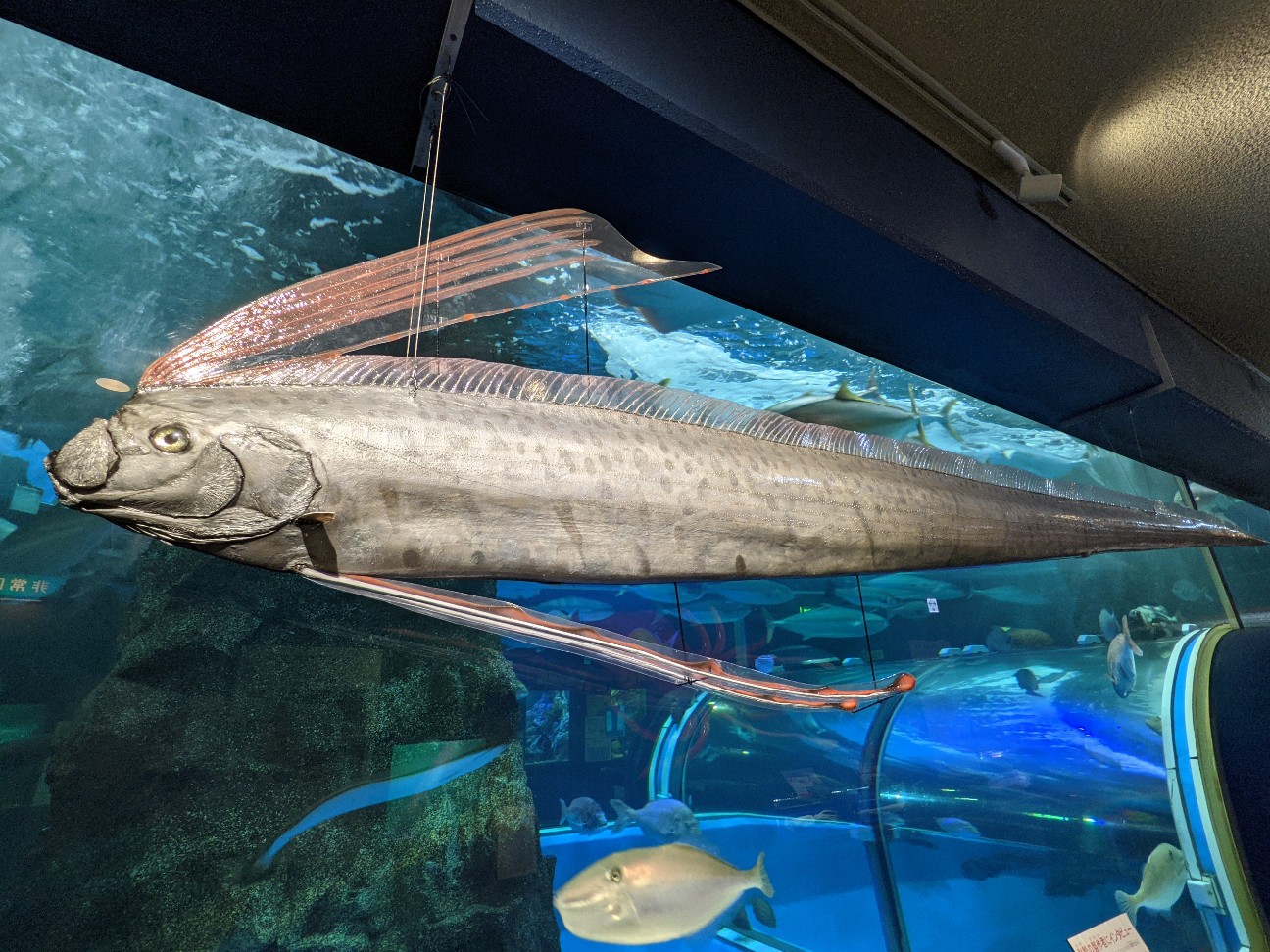 f:id:ranchou:20251221200628j:image