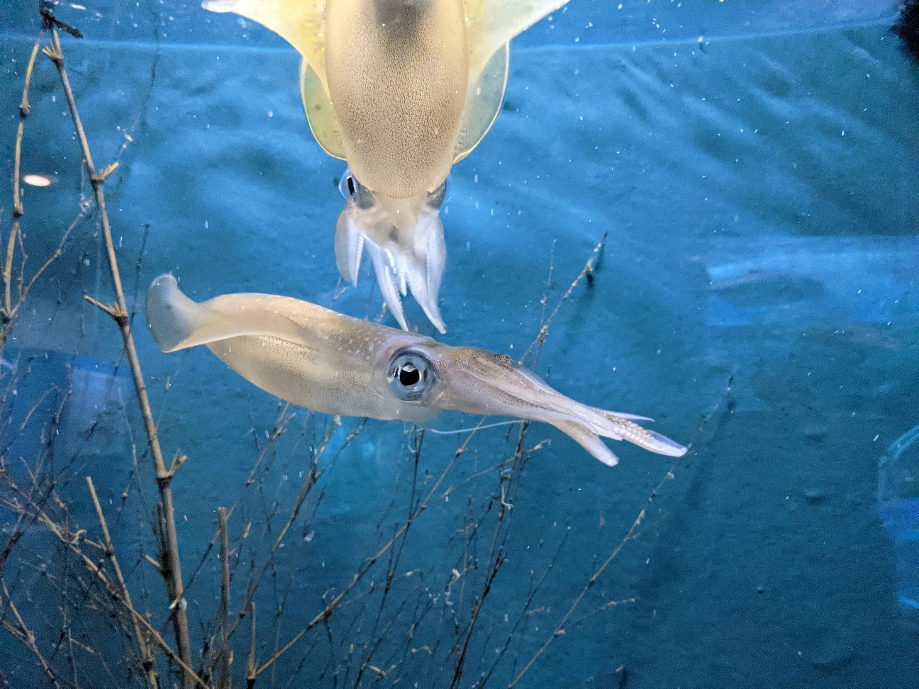 f:id:ranchou:20251221200719j:image