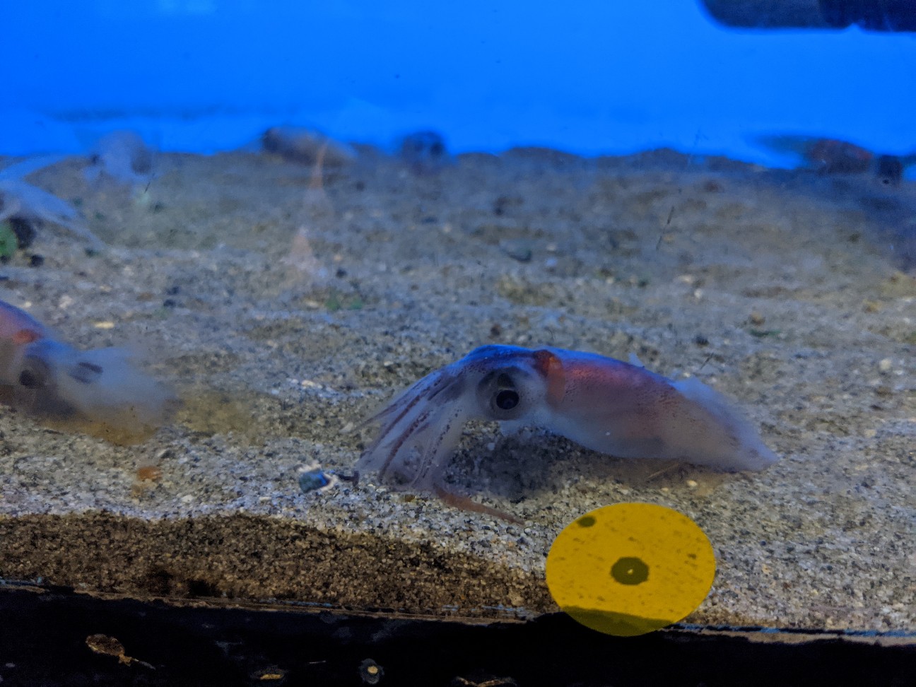 f:id:ranchou:20251221200743j:image